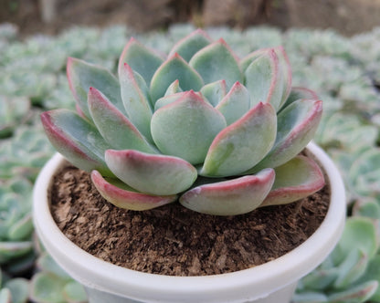 Echeveria ‘Icy Green’ Hybrid | Bare-Rooted – Captivating Succulent Plant for Homes and Gardens