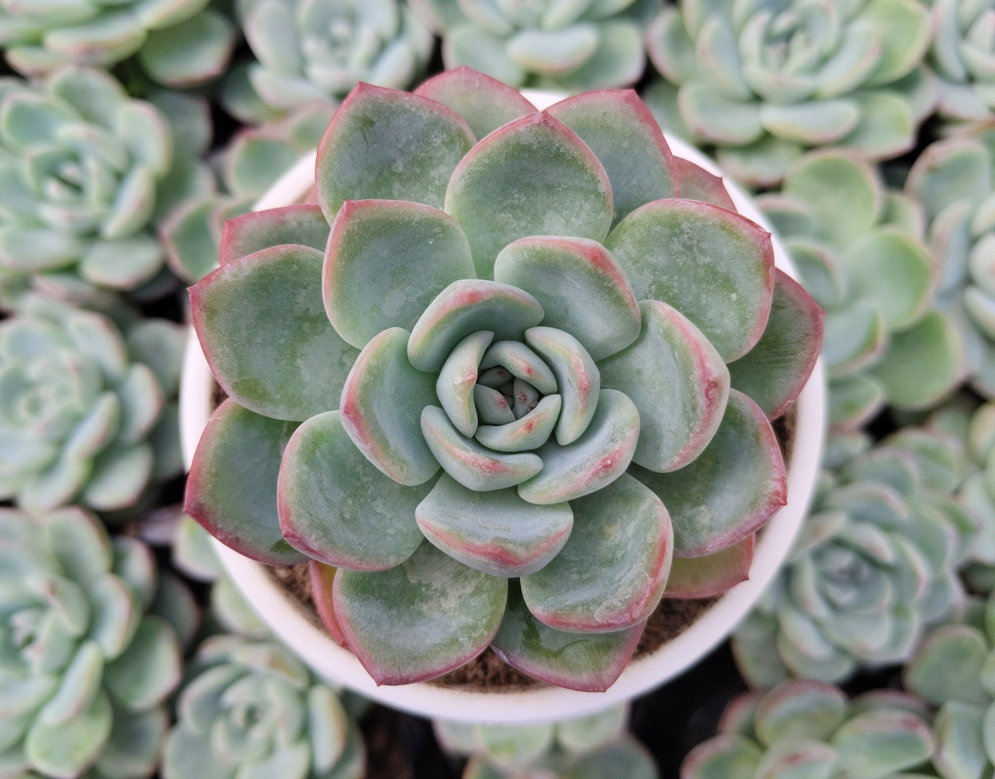 Echeveria ‘Icy Green’ Hybrid | Bare-Rooted – Captivating Succulent Plant for Homes and Gardens