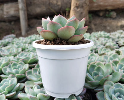 Echeveria ‘Icy Green’ Hybrid | Bare-Rooted – Captivating Succulent Plant for Homes and Gardens