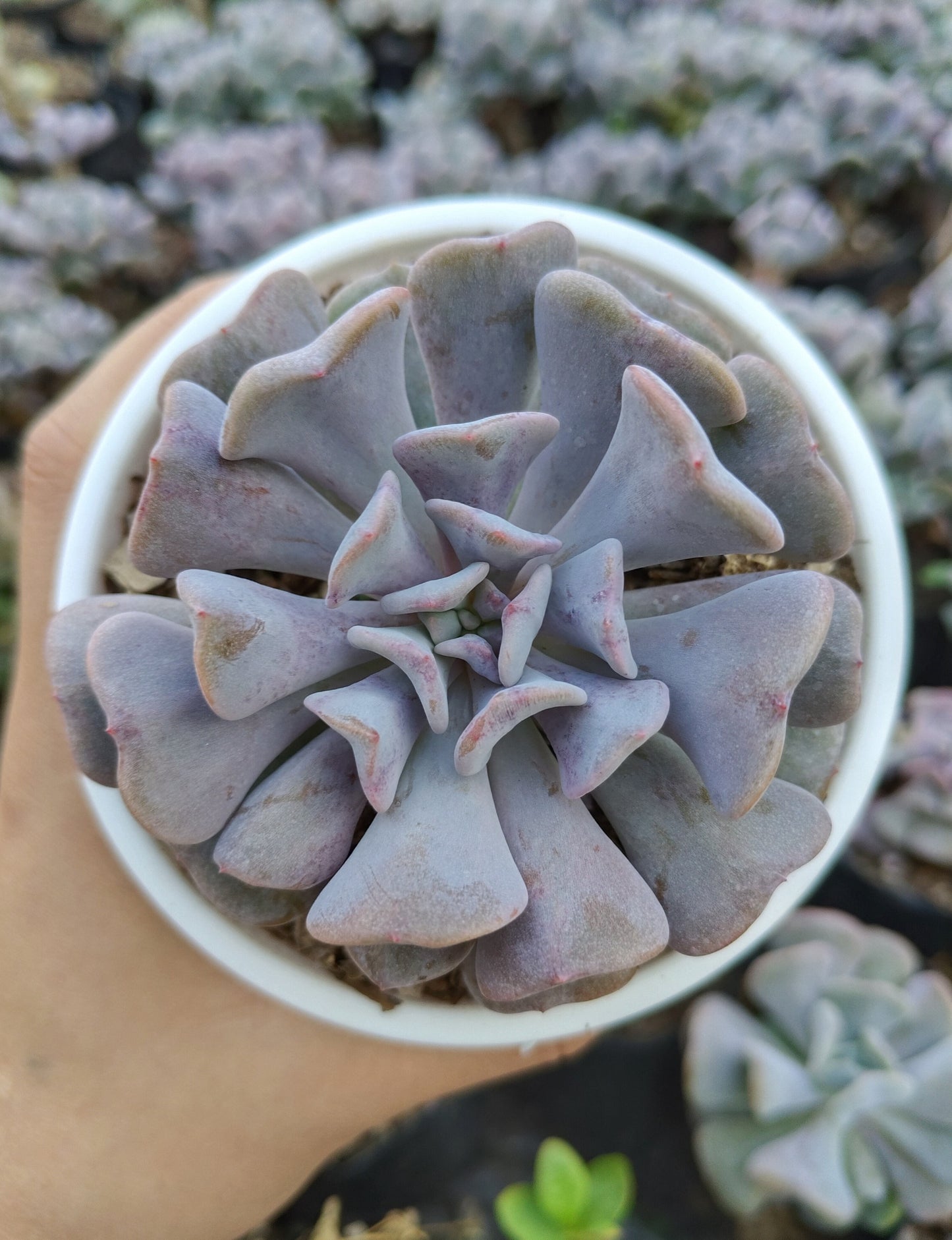 Echeveria Cubic Frost | Bare-Rooted