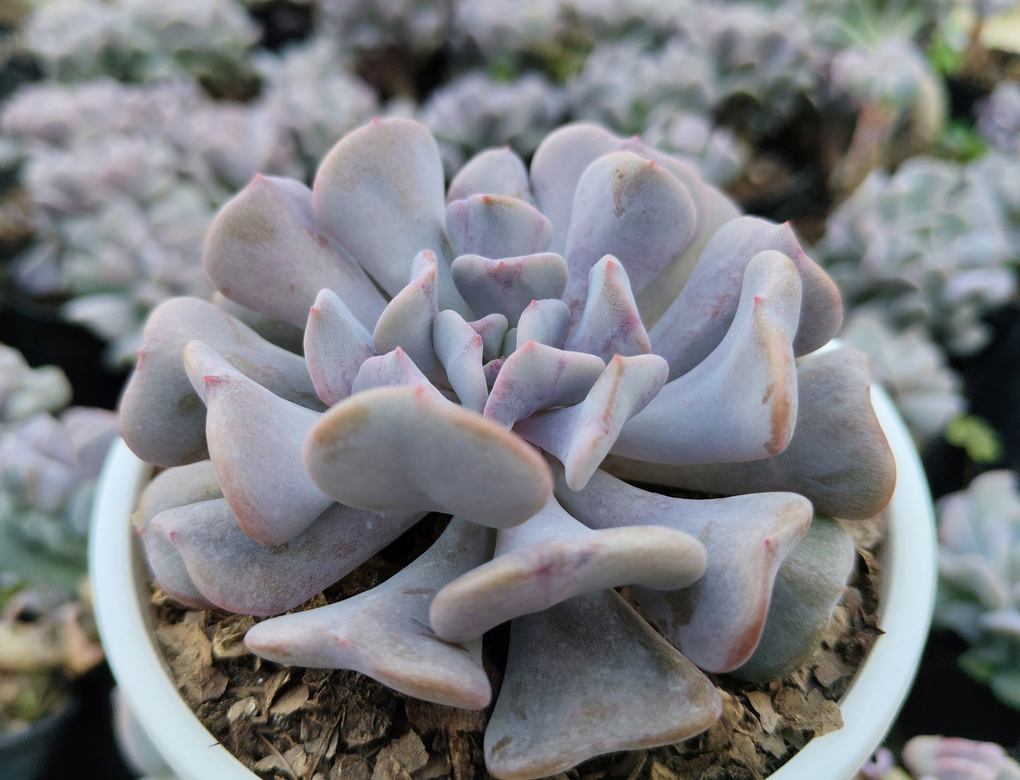Echeveria Cubic Frost | Bare-Rooted