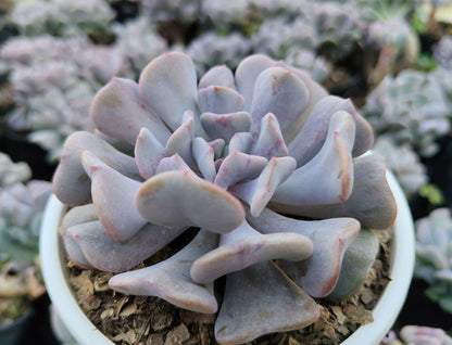 Echeveria Cubic Frost | Bare-Rooted