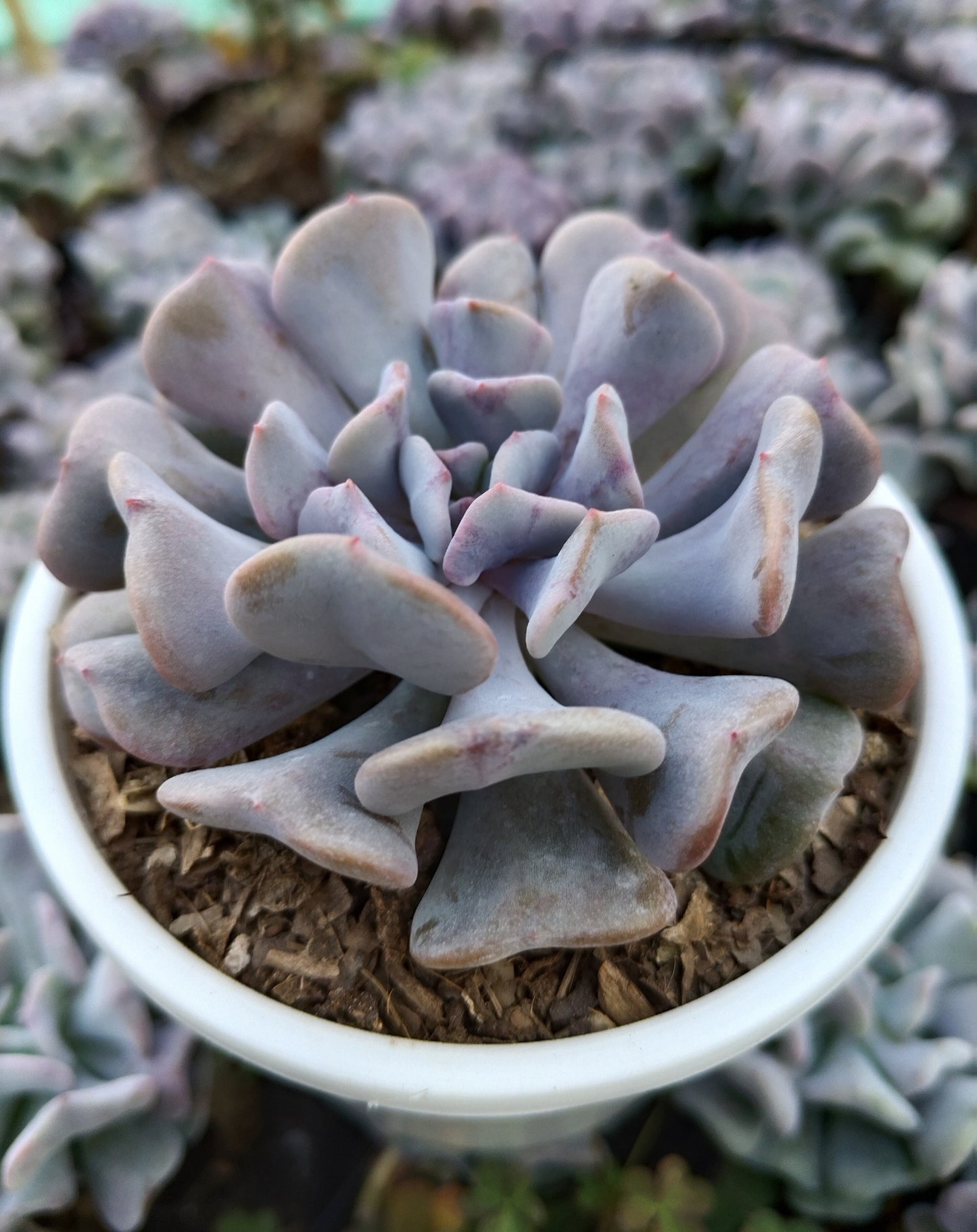 Echeveria Cubic Frost | Bare-Rooted