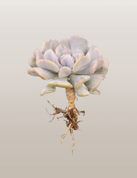 Echeveria Cubic Frost | Bare-Rooted