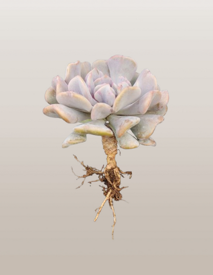 Echeveria Cubic Frost | Bare-Rooted