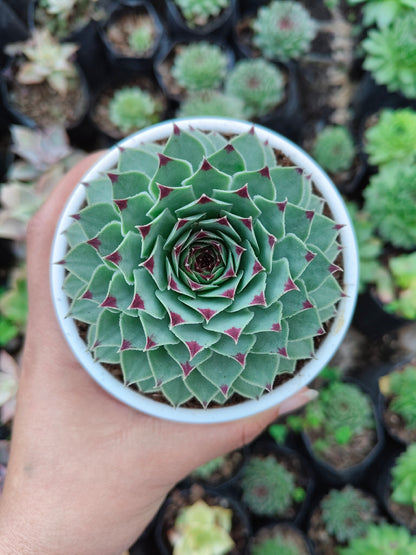 Laxmi Kamal (Sempervivum Green Wheel) Variegated | Bare-Rooted – Buy Now at Frek!