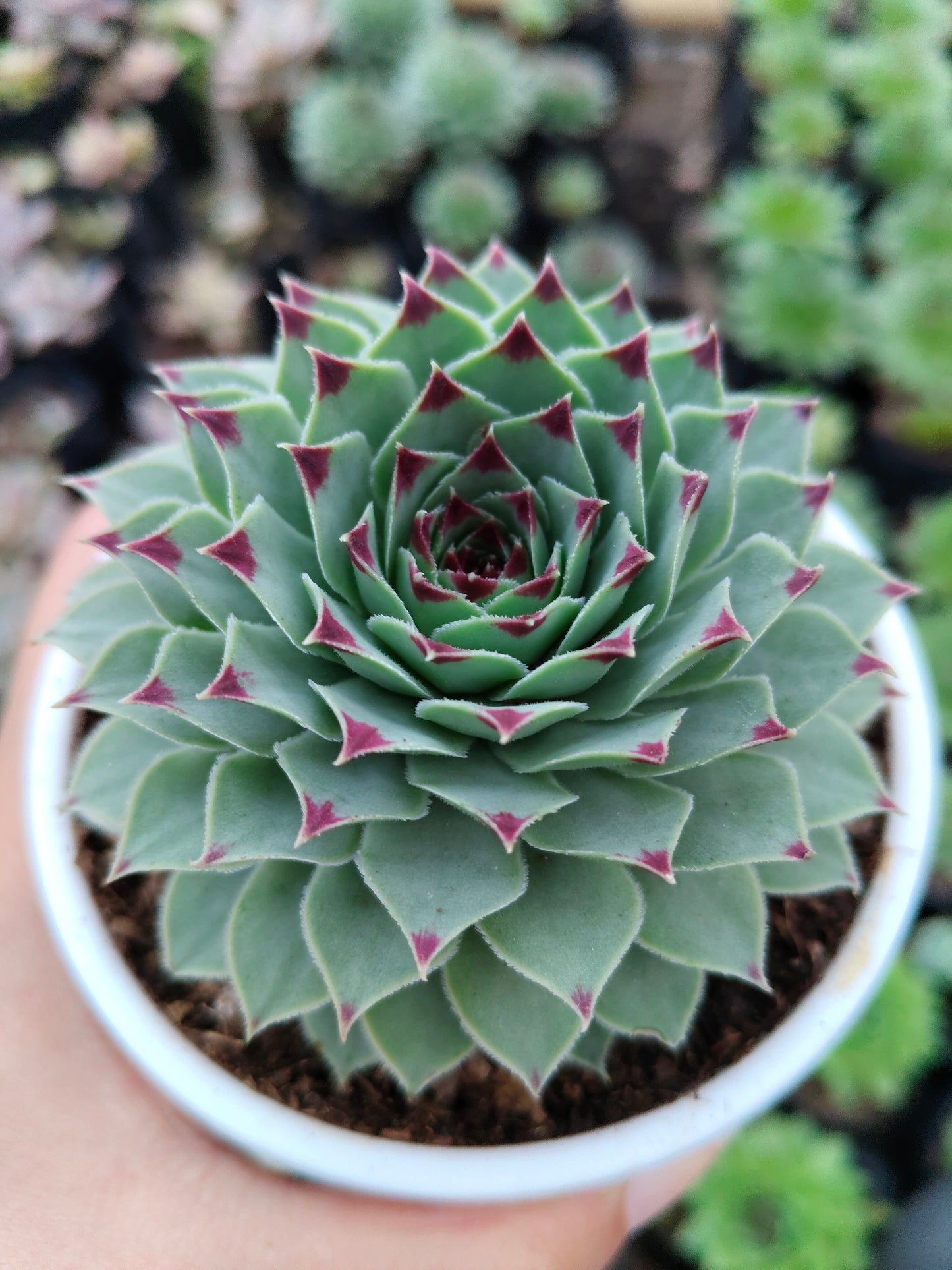 Laxmi Kamal (Sempervivum Green Wheel) Variegated | Bare-Rooted – Buy Now at Frek!