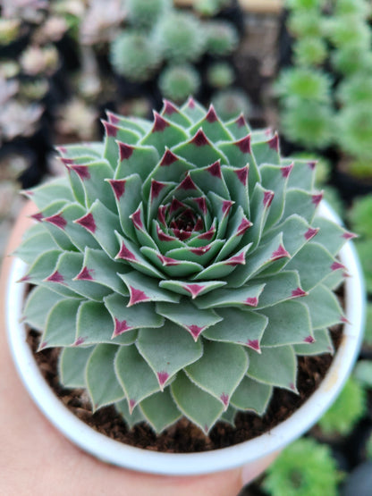 Laxmi Kamal (Sempervivum Green Wheel) Variegated | Bare-Rooted – Buy Now at Frek!