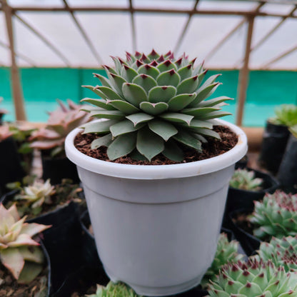 Laxmi Kamal (Sempervivum Green Wheel) Variegated | Bare-Rooted – Buy Now at Frek!