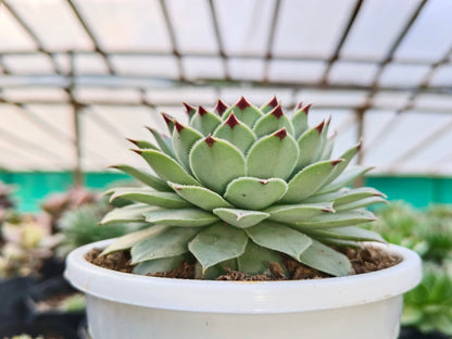 Laxmi Kamal (Sempervivum Green Wheel) Variegated | Bare-Rooted – Buy Now at Frek!