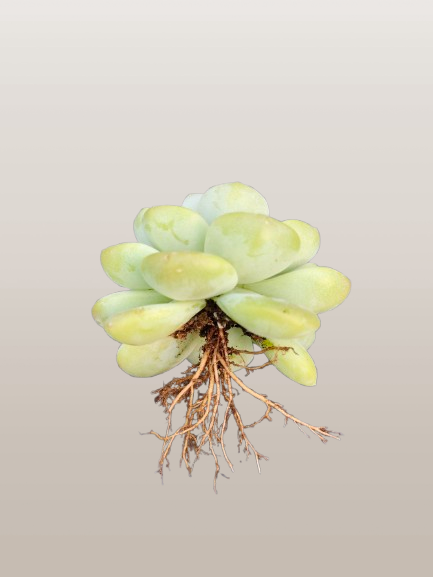 Echeveria Icy Green Succulent | Bare-Rooted – Serene Beauty for Office, Home, and Garden