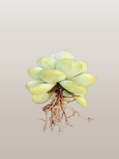 Echeveria Icy Green Succulent | Bare-Rooted – Serene Beauty for Office, Home, and Garden