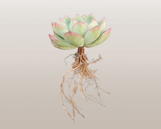 Echeveria ‘Icy Green’ Hybrid | Bare-Rooted – Captivating Succulent Plant for Homes and Gardens