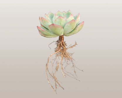 Echeveria ‘Icy Green’ Hybrid | Bare-Rooted – Captivating Succulent Plant for Homes and Gardens