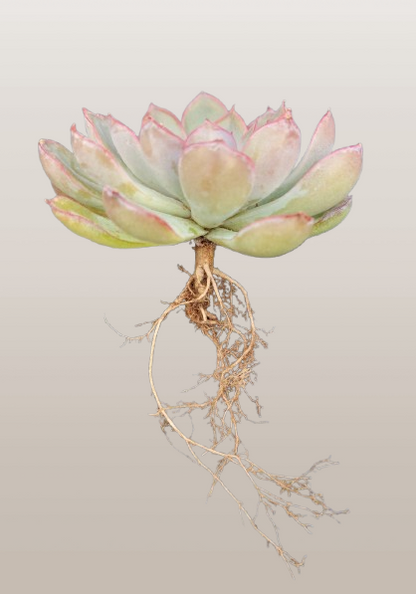 Echeveria Orient | Bare-Rooted – Beautiful Succulent for Home and Office