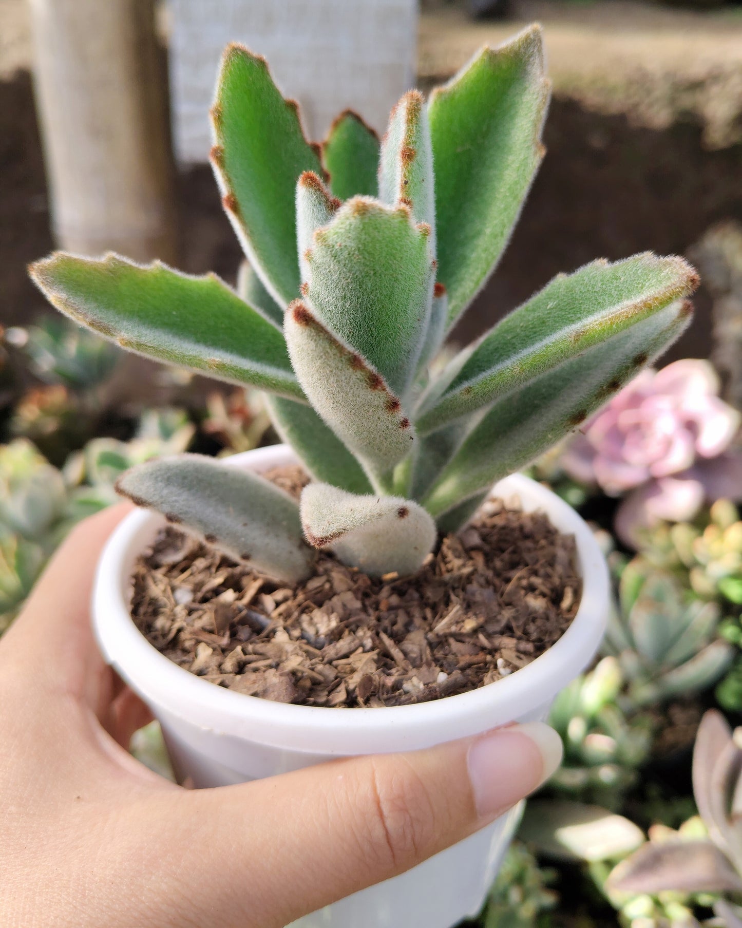 Kalanchoe Tomentosa ‘Chocolate Soldier’ (Panda Plant) | Bare‑Rooted – A Velvety Delight! Buy at Frek – Bare-Rooted