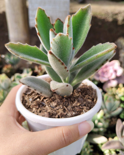 Kalanchoe Tomentosa ‘Chocolate Soldier’ (Panda Plant) | Bare‑Rooted – A Velvety Delight! Buy at Frek – Bare-Rooted