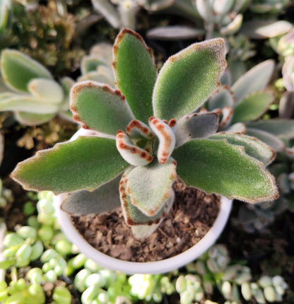 Kalanchoe Tomentosa ‘Chocolate Soldier’ (Panda Plant) | Bare‑Rooted – A Velvety Delight! Buy at Frek – Bare-Rooted