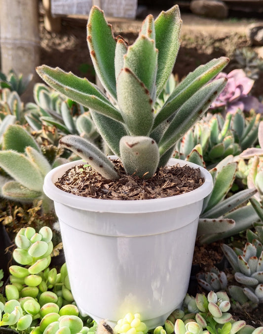 Kalanchoe Tomentosa ‘Chocolate Soldier’ (Panda Plant) | Bare‑Rooted – A Velvety Delight! Buy at Frek – Bare-Rooted