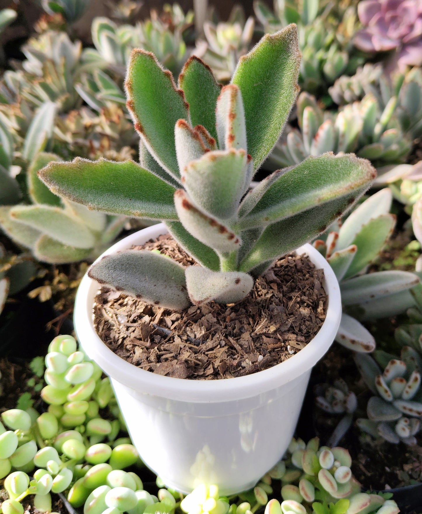 Kalanchoe Tomentosa ‘Chocolate Soldier’ (Panda Plant) | Bare‑Rooted – A Velvety Delight! Buy at Frek – Bare-Rooted