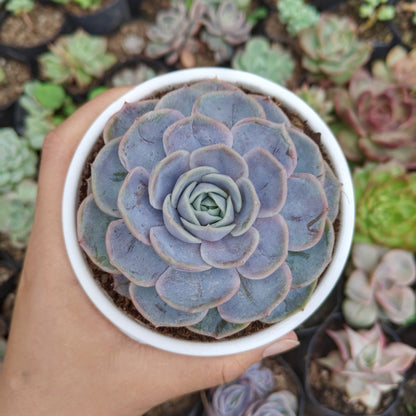 Echeveria 'Blue Surprise' Bare-Rooted - Elegant Succulent for Home, Office, and Garden
