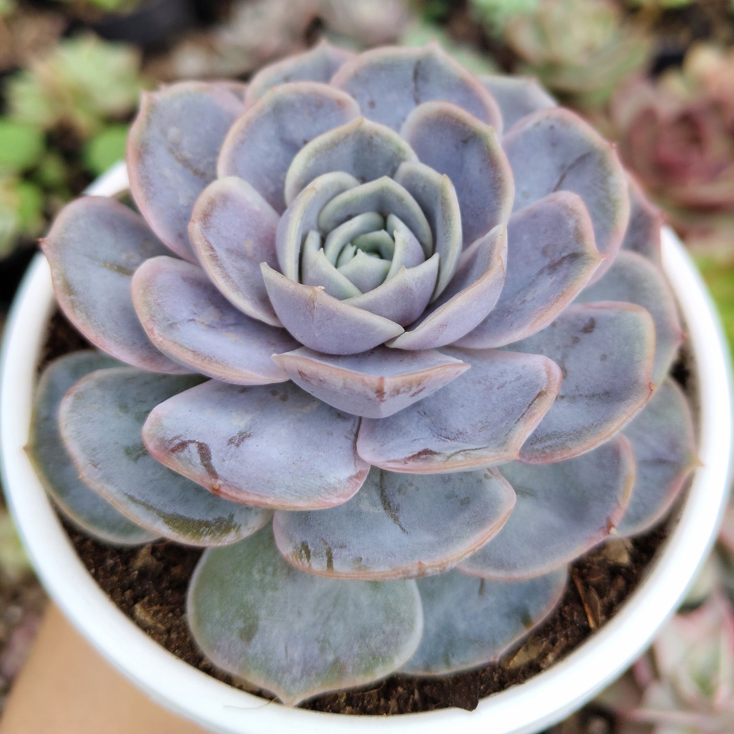 Echeveria 'Blue Surprise' Bare-Rooted - Elegant Succulent for Home, Office, and Garden