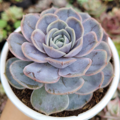 Echeveria 'Blue Surprise' Bare-Rooted - Elegant Succulent for Home, Office, and Garden