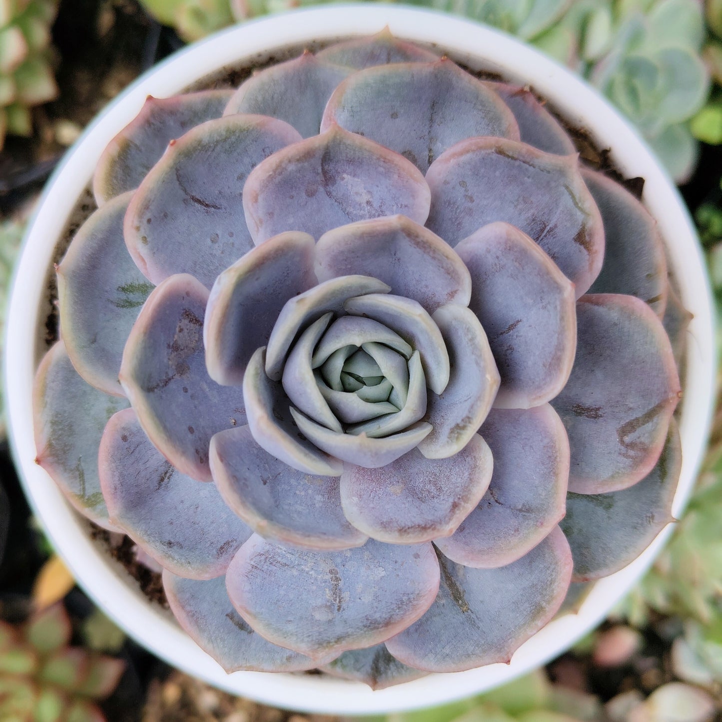 Echeveria 'Blue Surprise' Bare-Rooted - Elegant Succulent for Home, Office, and Garden