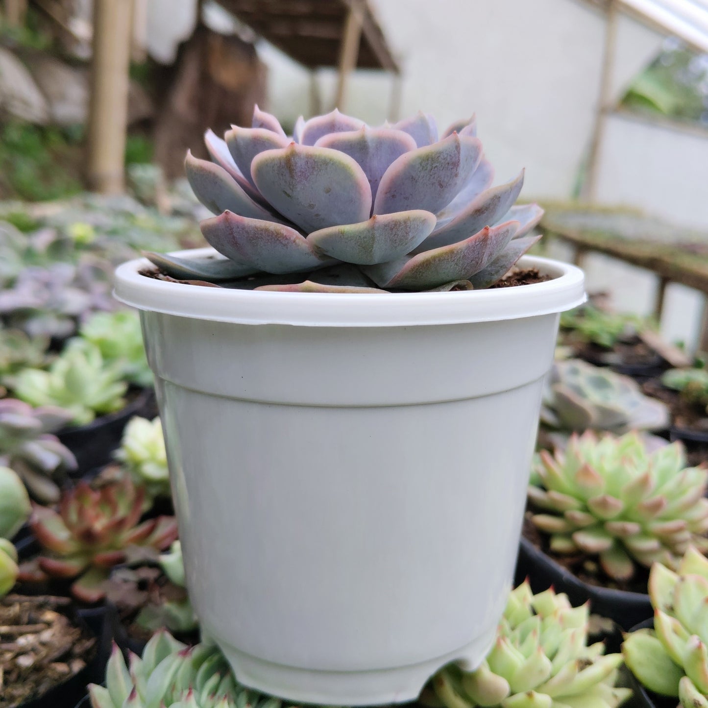 Echeveria 'Blue Surprise' Bare-Rooted - Elegant Succulent for Home, Office, and Garden