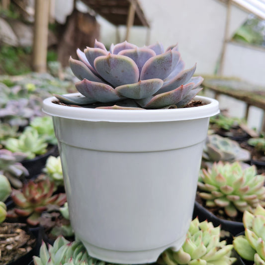 Echeveria 'Blue Surprise' Bare-Rooted - Elegant Succulent for Home, Office, and Garden