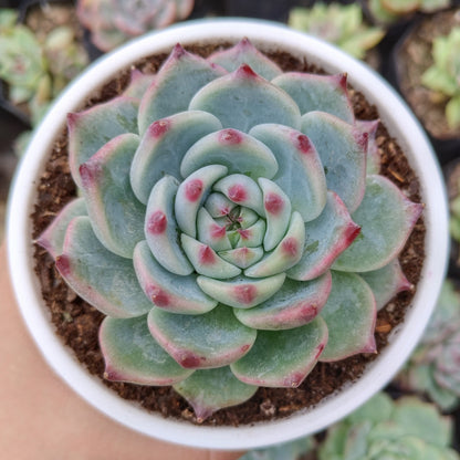Echeveria Chihuahuaensis (Blue Bird)  Succulent - Bare Rooted