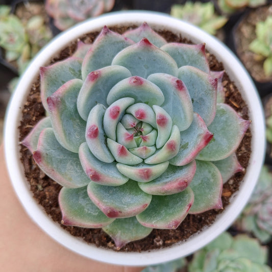 Echeveria Chihuahuaensis (Blue Bird)  Succulent - Bare Rooted