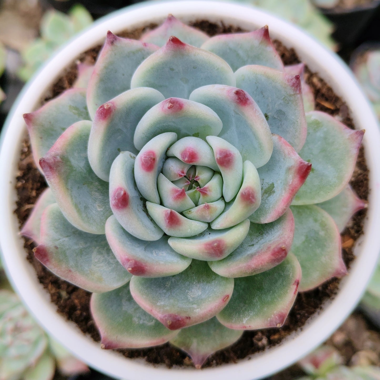 Echeveria Chihuahuaensis (Blue Bird)  Succulent - Bare Rooted
