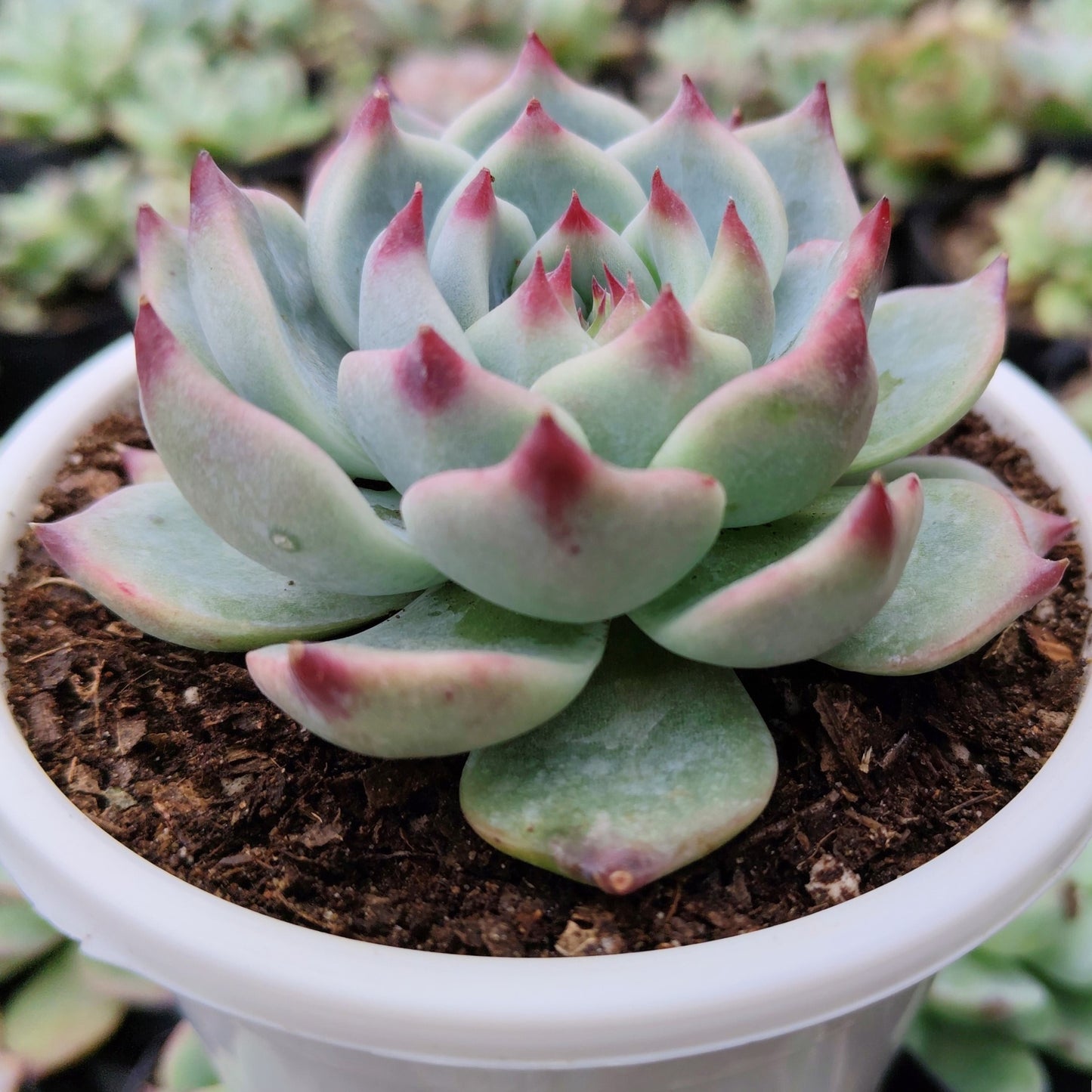 Echeveria Chihuahuaensis (Blue Bird)  Succulent - Bare Rooted