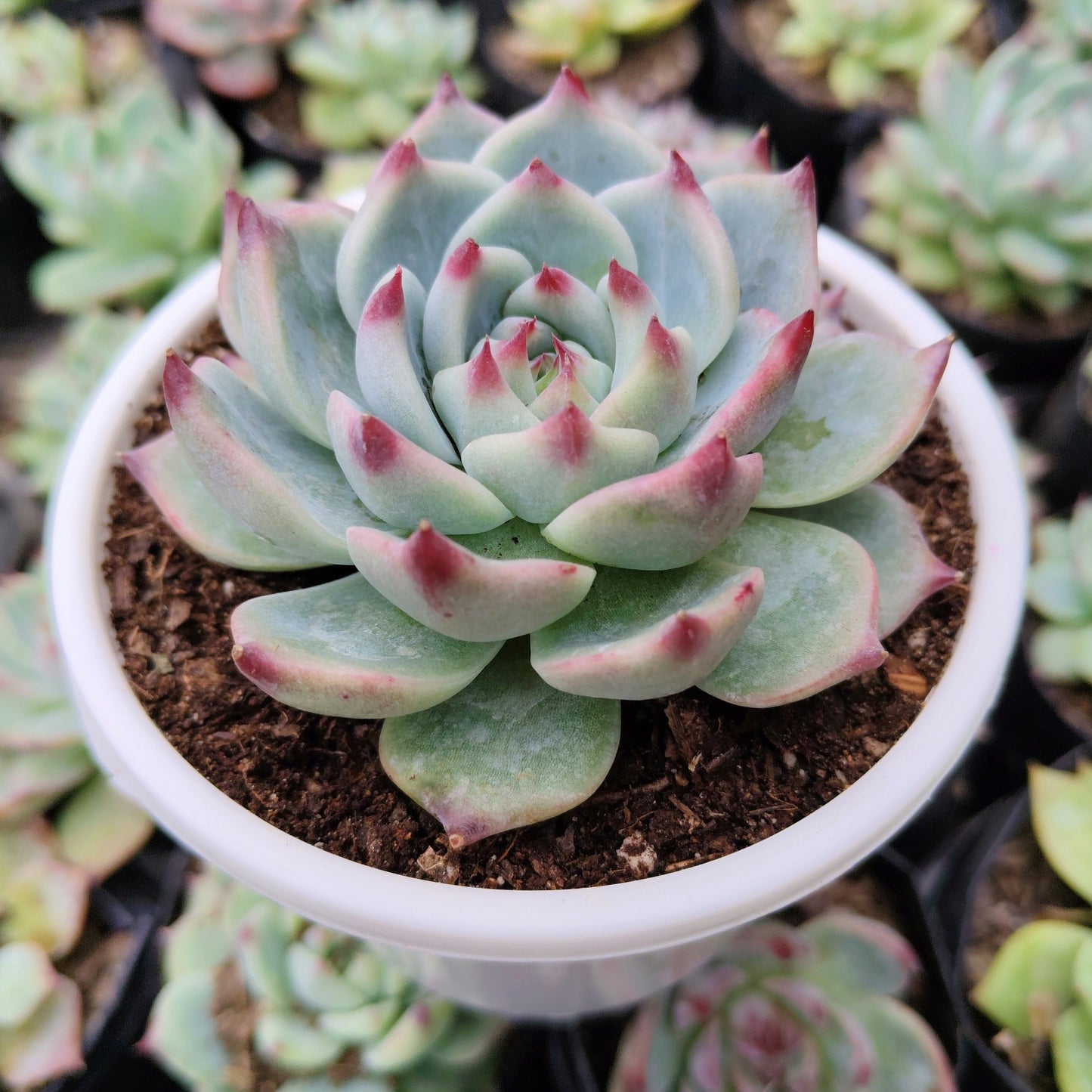 Echeveria Chihuahuaensis (Blue Bird)  Succulent - Bare Rooted