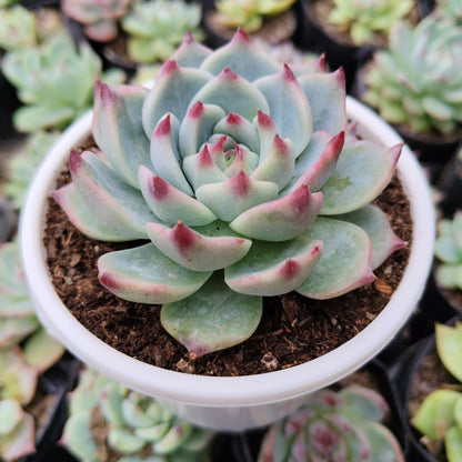 Echeveria Chihuahuaensis (Blue Bird)  Succulent - Bare Rooted