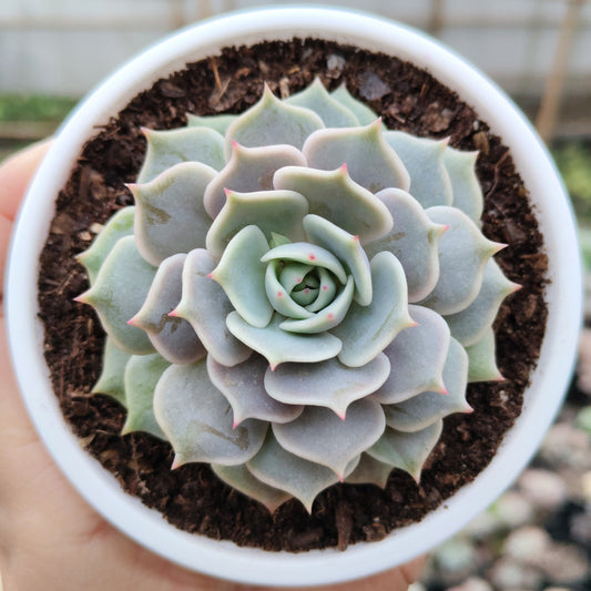 Echeveria Lola - Bare ROoted | Pearly Rose Rosette | Succulent for Home Décor