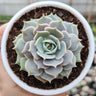 Echeveria Lola - Bare Rooted | Pearly Rose Rosette | Succulent for Home Décor – Bare-Rooted