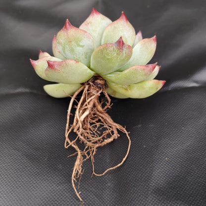 Echeveria Chihuahuaensis (Blue Bird)  Succulent - Bare Rooted