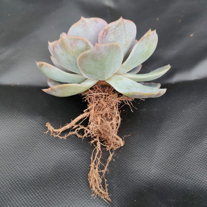 Echeveria 'Blue Surprise' Bare-Rooted - Elegant Succulent for Home, Office, and Garden