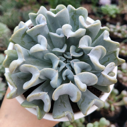 Echeveria Topsy Turvy (Runyonii) | Bare Rooted