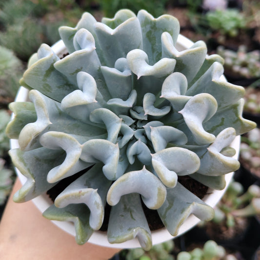 Echeveria Topsy Turvy (Runyonii) | Bare Rooted