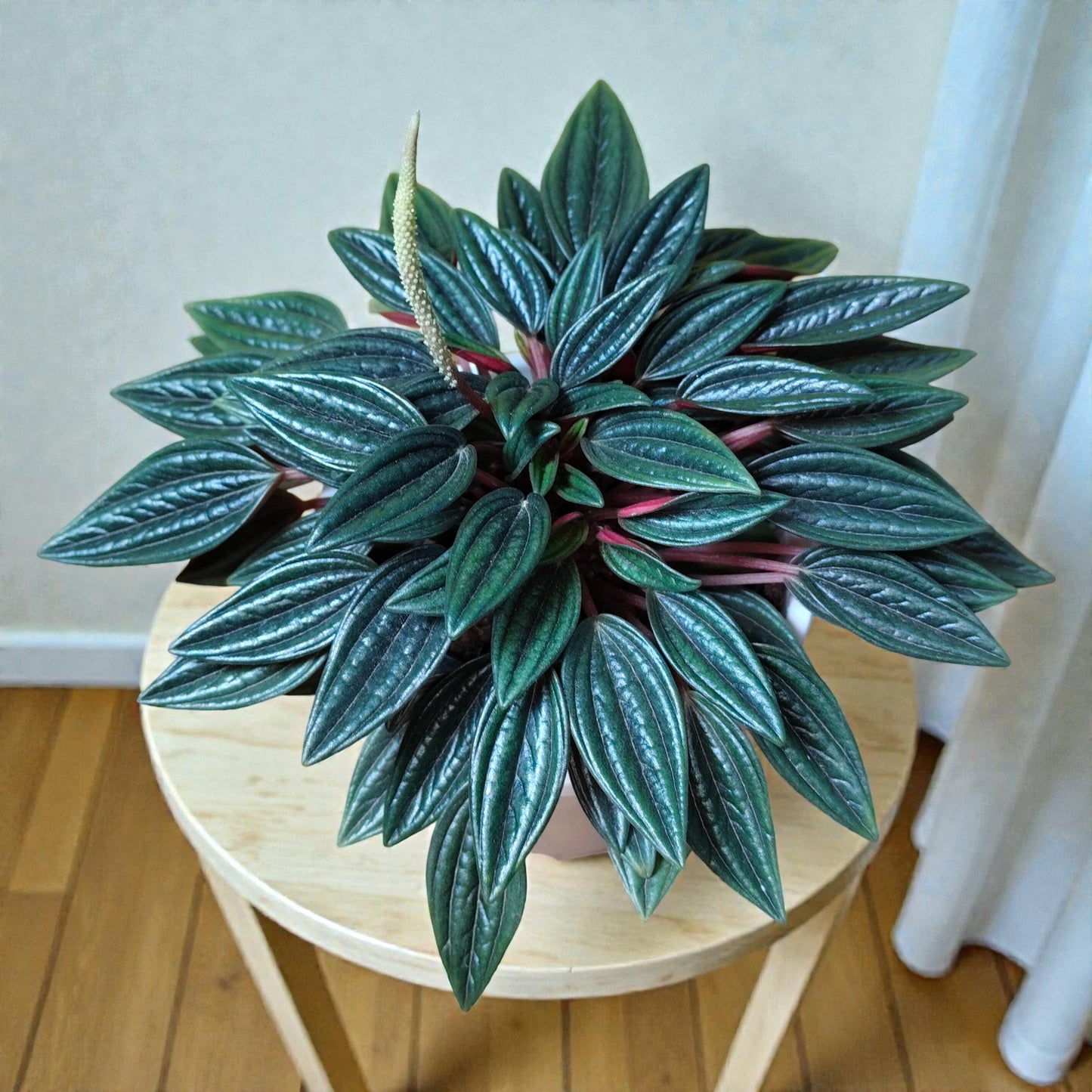 Peperomia Caperata Rosso (Caperata Eden Rosso): Air-Purifying Succulent for Home and Office | Bare Rooted