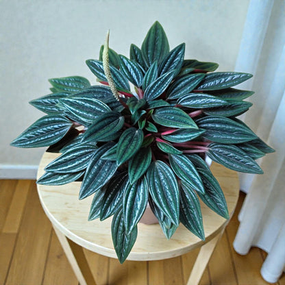 Peperomia Caperata Rosso (Caperata Eden Rosso): Air-Purifying Succulent for Home and Office | Bare Rooted