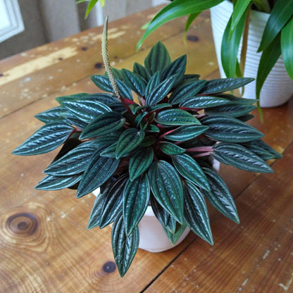 Peperomia Caperata Rosso (Caperata Eden Rosso): Air-Purifying Succulent for Home and Office | Bare Rooted