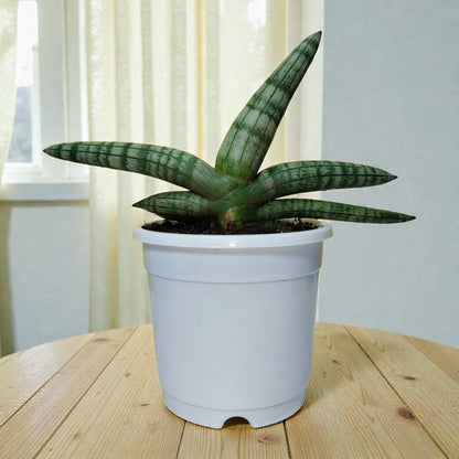 Sansevieria Boncel – Buy at a Low Price | Unique Starfish Snake Plant at Frek | Bare-Rooted | Air Purifying Indoor Plant