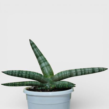 Sansevieria Boncel – Buy at a Low Price | Unique Starfish Snake Plant at Frek | Bare-Rooted | Air Purifying Indoor Plant