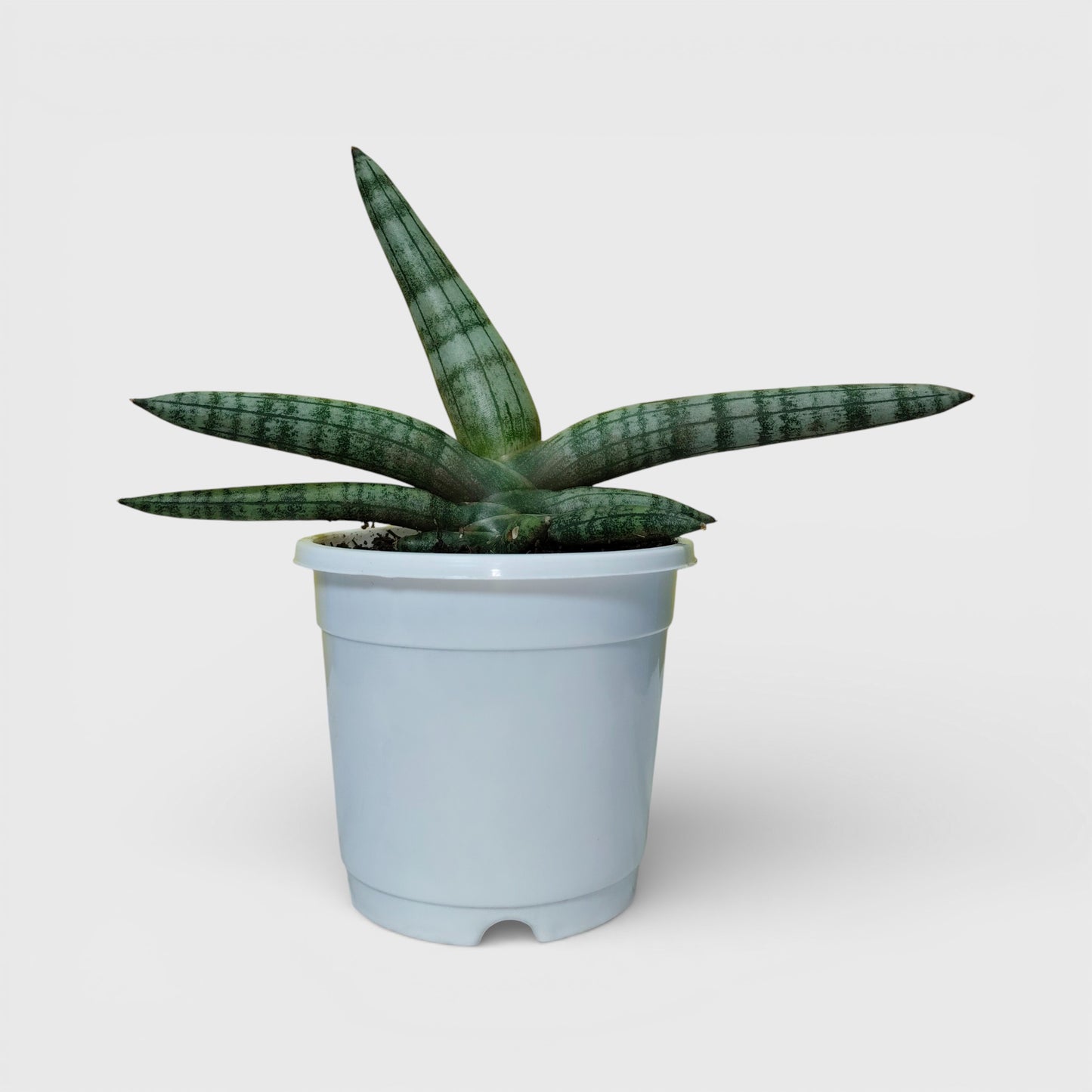 Sansevieria Boncel – Buy at a Low Price | Unique Starfish Snake Plant at Frek | Bare-Rooted | Air Purifying Indoor Plant