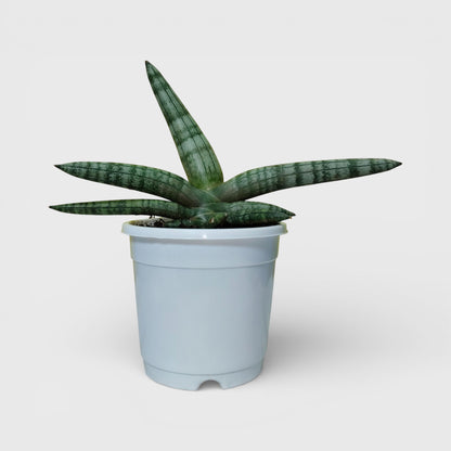 Sansevieria Boncel – Buy at a Low Price | Unique Starfish Snake Plant at Frek | Bare-Rooted | Air Purifying Indoor Plant
