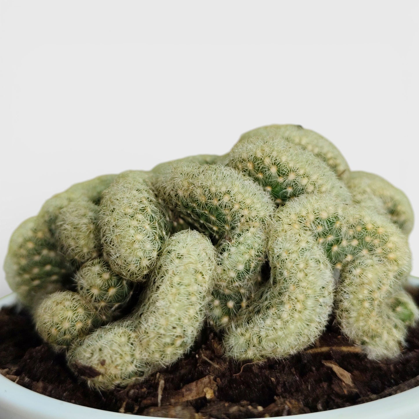 Mammillaria Elongata 'Cristata' (Brain Cactus) - Unique and Low-Maintenance Plant for Homes, Offices, and Gardens – Bare Rooted